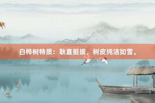 白桦树特质:耿直挺拔,树皮纯洁如雪。